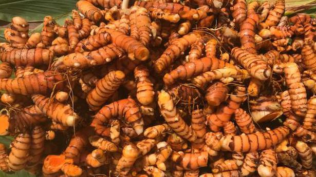 A golden future for turmeric