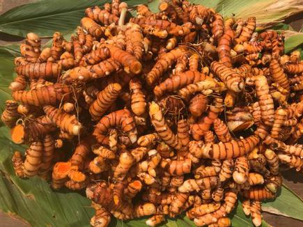 Turmeric grown through soil-less cultivation in a pilot project by CV Hydro in Bengaluru.