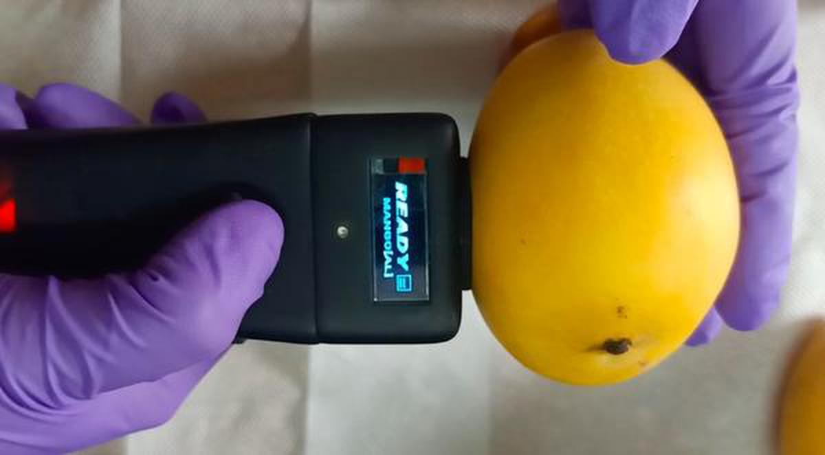 The Q-scan device by qZense scanning the freshness of a mango