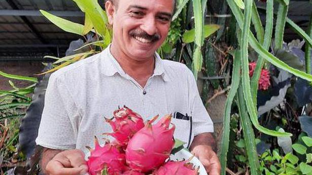 Dragon fruit is making its way to terraces and home gardens in Kerala
