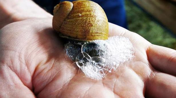 Would you wash with snail slime soap?