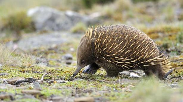 Magic milk: fighting infections with a clue from the echidna The Hindu