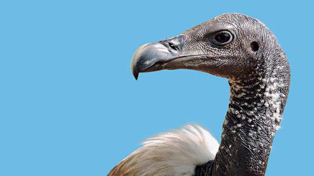 Vulture Culture How The Bird Was Saved From Extinction The Hindu,Can You Freeze Mushrooms