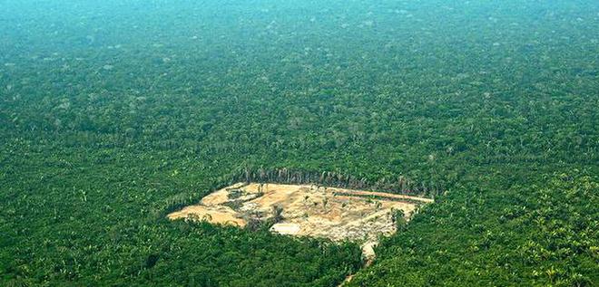Image result for Brazil loses forests equal to one month football pitches