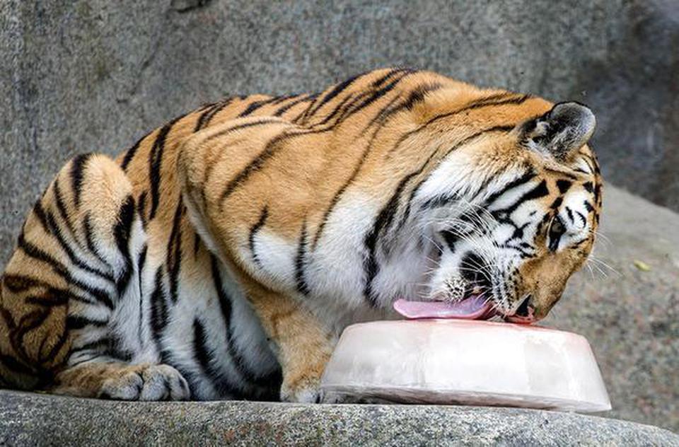 An Amur tiger at a zoo in Chicago, U.S., enjoying an ice treat filled with meat on a summer day.