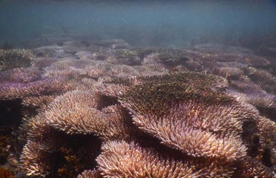 Acropora hyacinthus. Photo: National Centre for Coastal Research