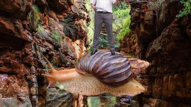 Monsoons and the march of the Giant African Snail