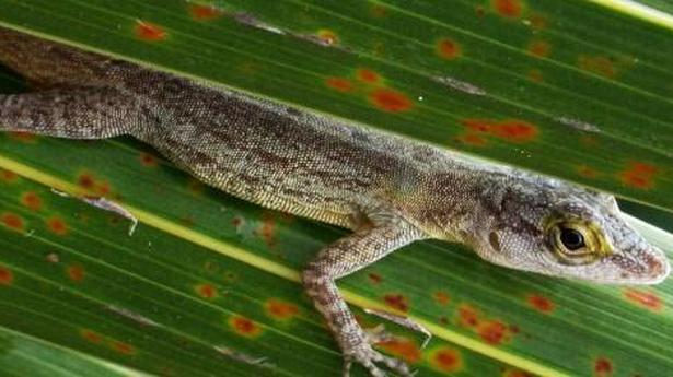 European colonists drove mass reptile extinction on Guadeloupe Islands: study
