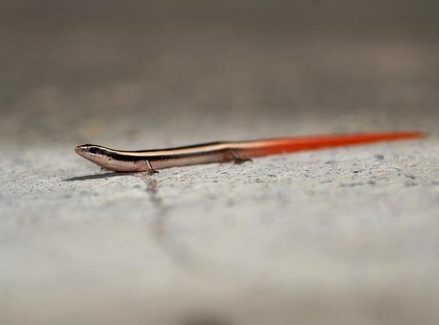 The Common Dotted Garden Skink Is Also Known As Saamp Ki Mausi The Hindu