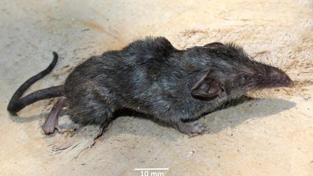 New species of shrew discovered in Andamans’ Narcondam Island