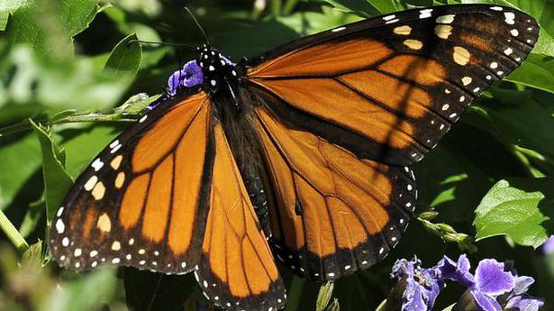 Colombia has the world's largest variety of butterfly species: study ...