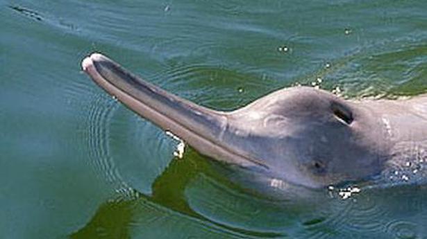 Ministry releases guide for safe rescue, release of Ganges River Dolphins