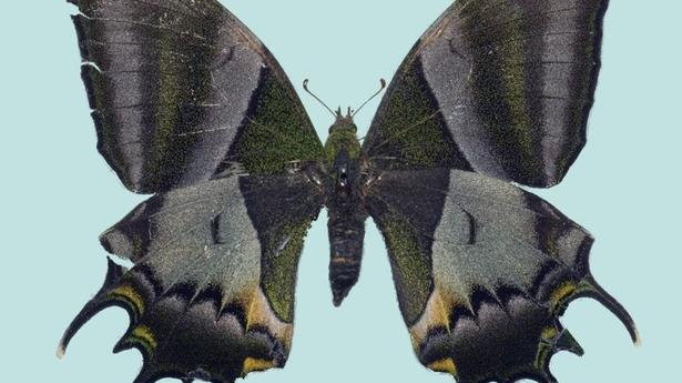 National News: Butterfly flaunting ‘India’ to get official status in Arunachal