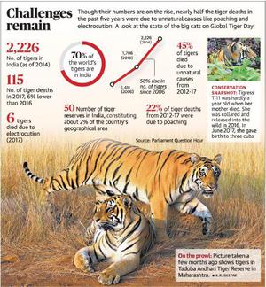 India has potential to be the global leader in tiger conservation: expert