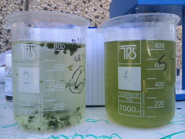 Being plants, algae breathe in carbon dioxide for photosynthesis, and breathe out oxygen, which can be utilized by waste-decomposing bacteria, here bred in different recipients according to the region they come from.