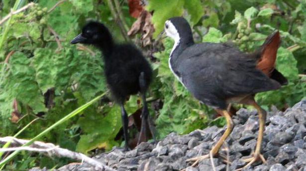 Do white-breasted waterhen chicks use their wing claws?