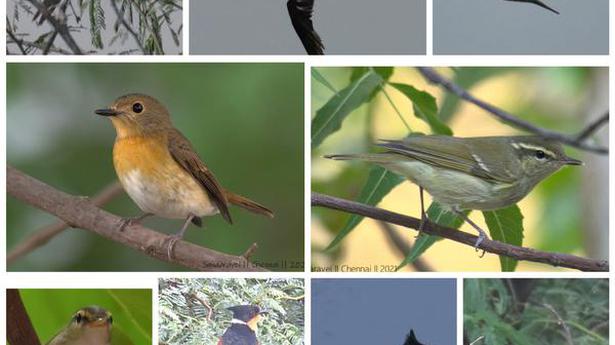 Chennai resident crosses birding milestone, documents100 species from hearthstone