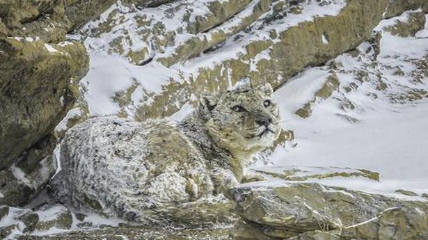 How to spot the notoriously shy snow leopard in its natural habitat
