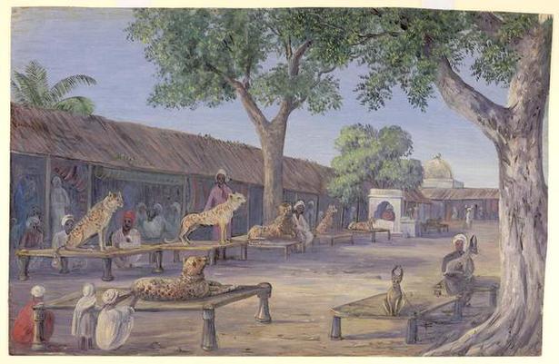 This 1878 painting from Marianne North’s book shows cheetahs and lynxes chained to charpais by their keepers in Alwar.