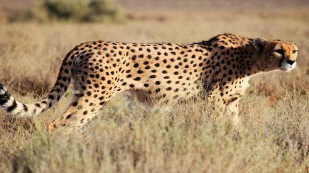 50 Cheetahs to be introduced in India in next 5 years: Environment Minister