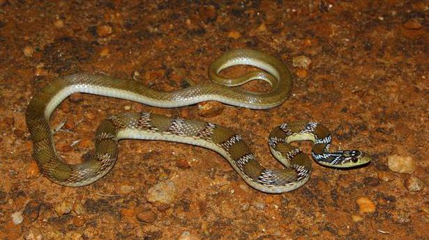 A new species of snake from Tamil Nadu and an old naming confusion from London