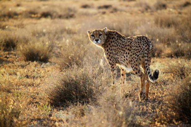 The Asiatic cheetah is now only found in Iran and is an endangered species.