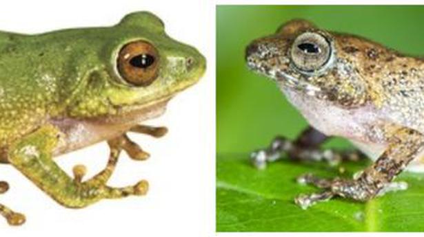 Five new species of shrub frogs found in Western Ghats