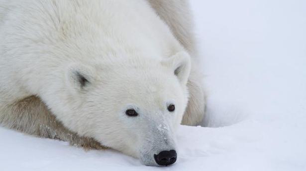 Climate change on track to wipe out polar bears by 2100 - The Hindu