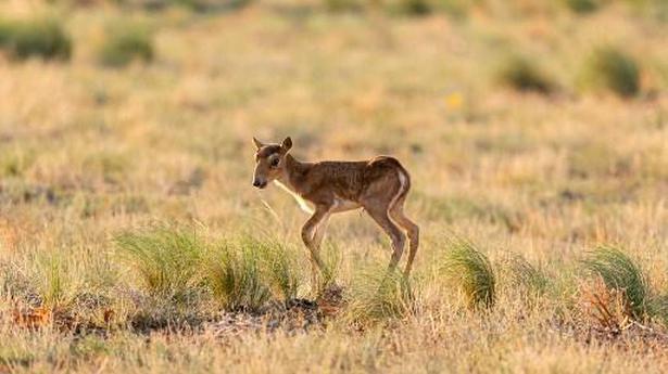 Kazakhstan sees rare antelope rebound after mass die off
