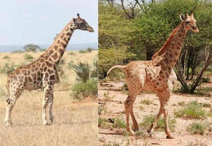 Scientists surprised to discover two dwarf giraffes in Namibia, Uganda -  The Hindu