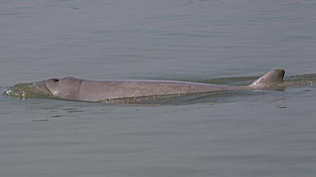 Dolphin boom in Odisha’s Chilika lake