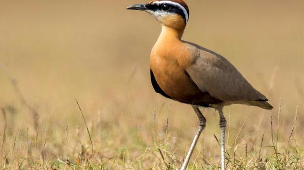 The Indian courser is on uncertain ground