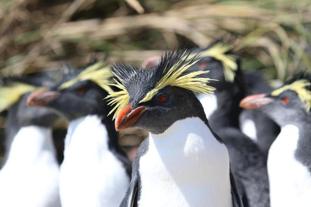 Northern rockhopper penguins on the island of Tristan da Cunha in the South Atlantic.