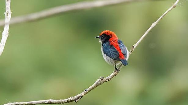 Bohag Bihu Bird Count 2021 set to begin on April 14