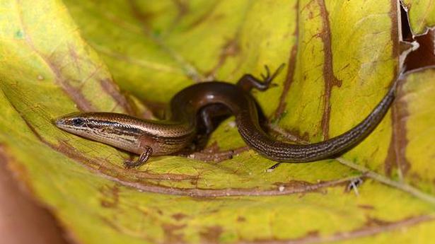 New species of skink found from Western Ghats