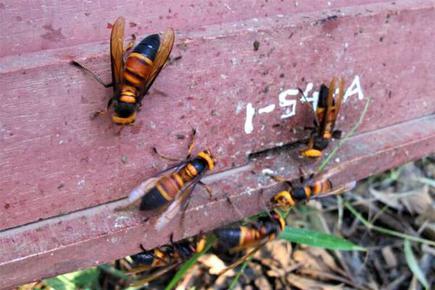 Honey Bees Use Poop Power To Repel Hornet Invaders The Hindu