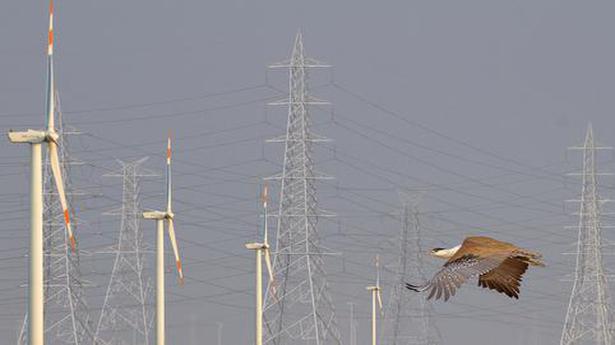 Green energy projects threaten the last refuges of the endangered great Indian bustard