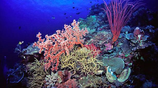 Climate change shrinks marine life richness near equator: study