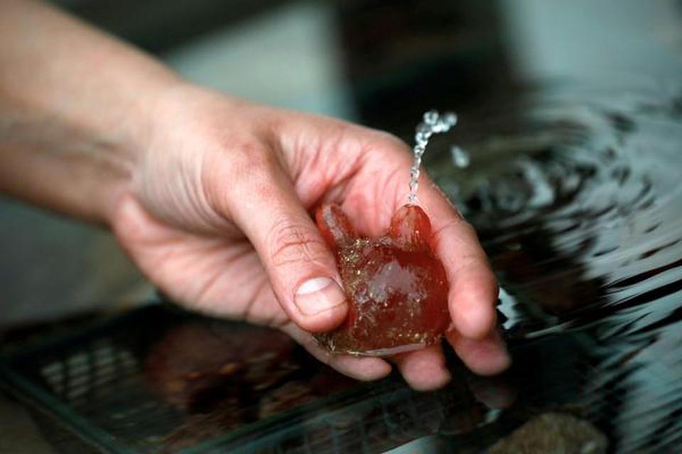An Israeli researcher holding a sea squirt removed from the Red Sea.