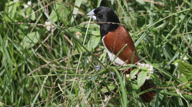 A nesting episode featuring the tricoloured munia
