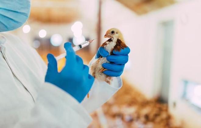 Experts are concerned about the widespread use of a ‘last hope’ antibiotic on Indian poultry farms.