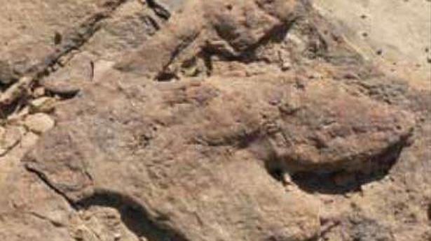 Rajasthan: Footprints of 3 dinosaur species found in Thar desert