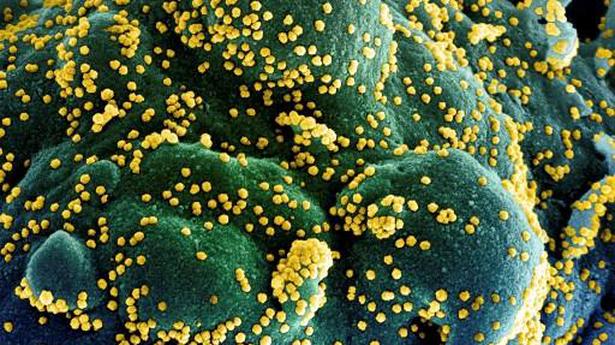 Coronavirus |  How the N439K variant escapes immune system antibodies