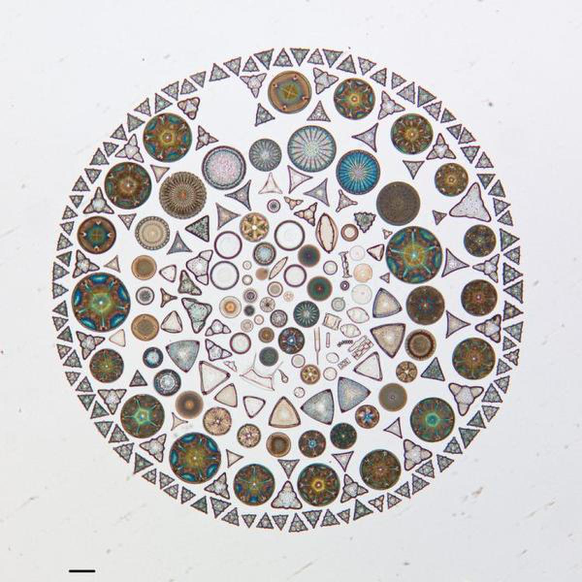 Microscopic marine life includes genetically diverse lifeforms. This image shows diatoms, a type of microalgae, collected in Russian waters and arranged on a microscope slide in 1952 by Albert Brigger. The scale bar is one-tenth of a millimeter.California Academy of Sciences/Flickr