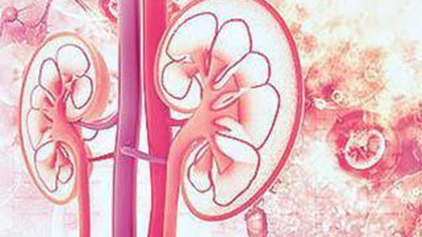 Kidneys grown in rats could pave way for human transplant - The Hindu