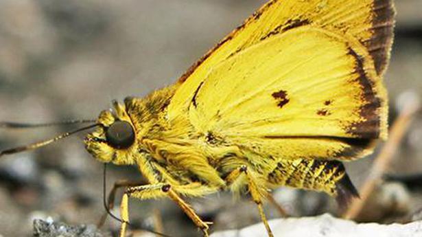 New species found in Sikkim’s Dzongu, the ‘land of butterflies’
