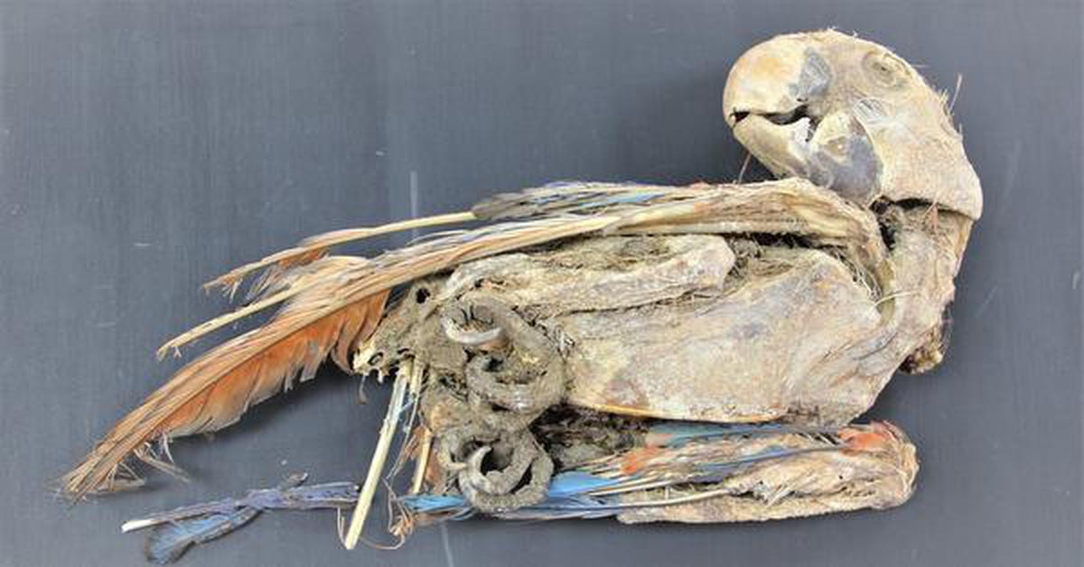 Mummified scarlet macaw recovered from Pica 8 in northern Chile. IMAGE CREDIT: CALOGERO SANTORO, UNIVERSIDAD DE TARAPACÁ, AND JOSÉ CAPRILES, PENN STATE