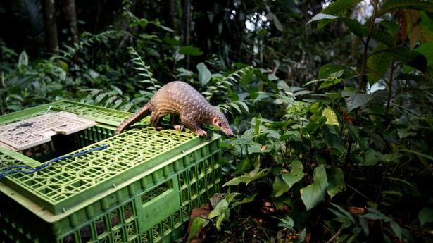Global wildlife trade causes decline of species abundance: study