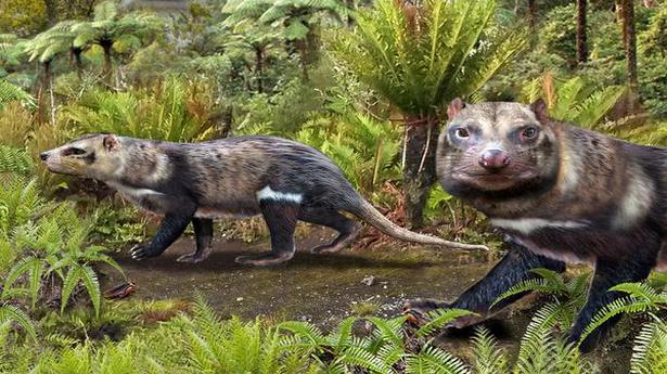 Bestia de cinco dientes: Científicos chilenos descubren un zorrillo que deambulaba entre dinosaurios