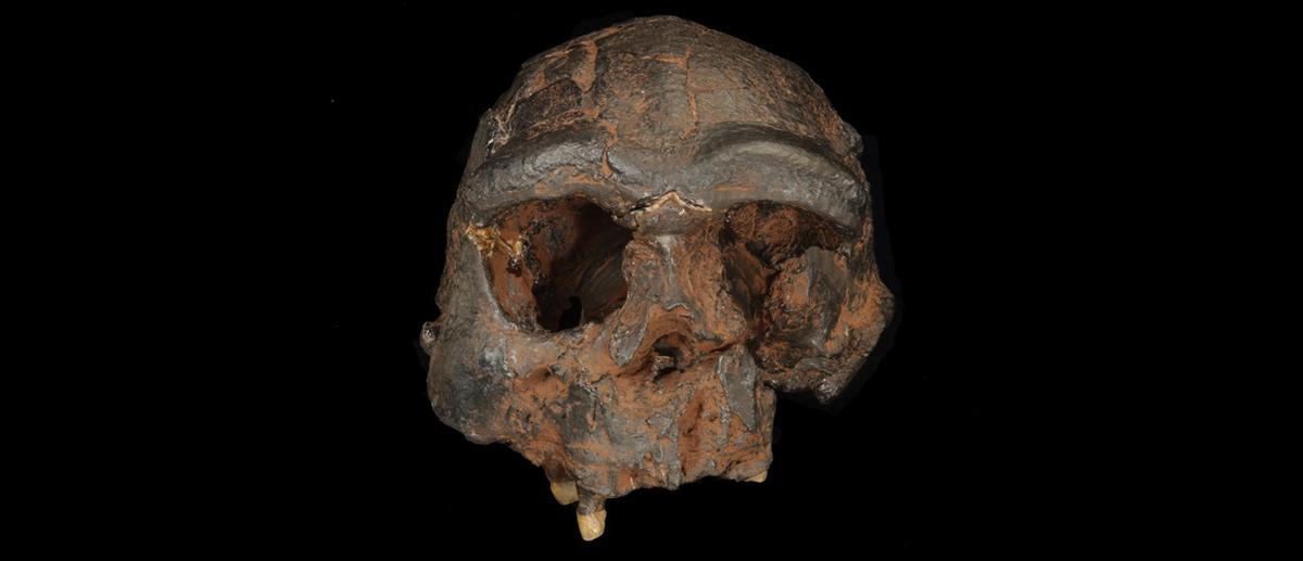 Homo erectus, represented here by a replica of the Sangiran 17 cranium from Java. Credit: The Trustees of the Natural History Museum